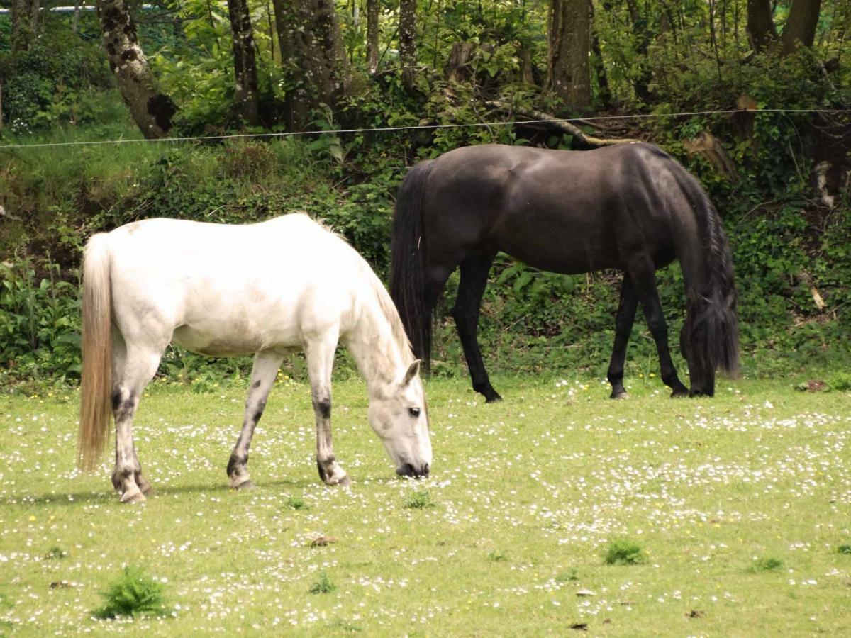 Une Roulotte Et Des Chevaux Treffléan 외부 사진